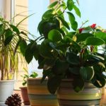 Living Green: How to Incorporate Plants for a Healthier, Happier Home